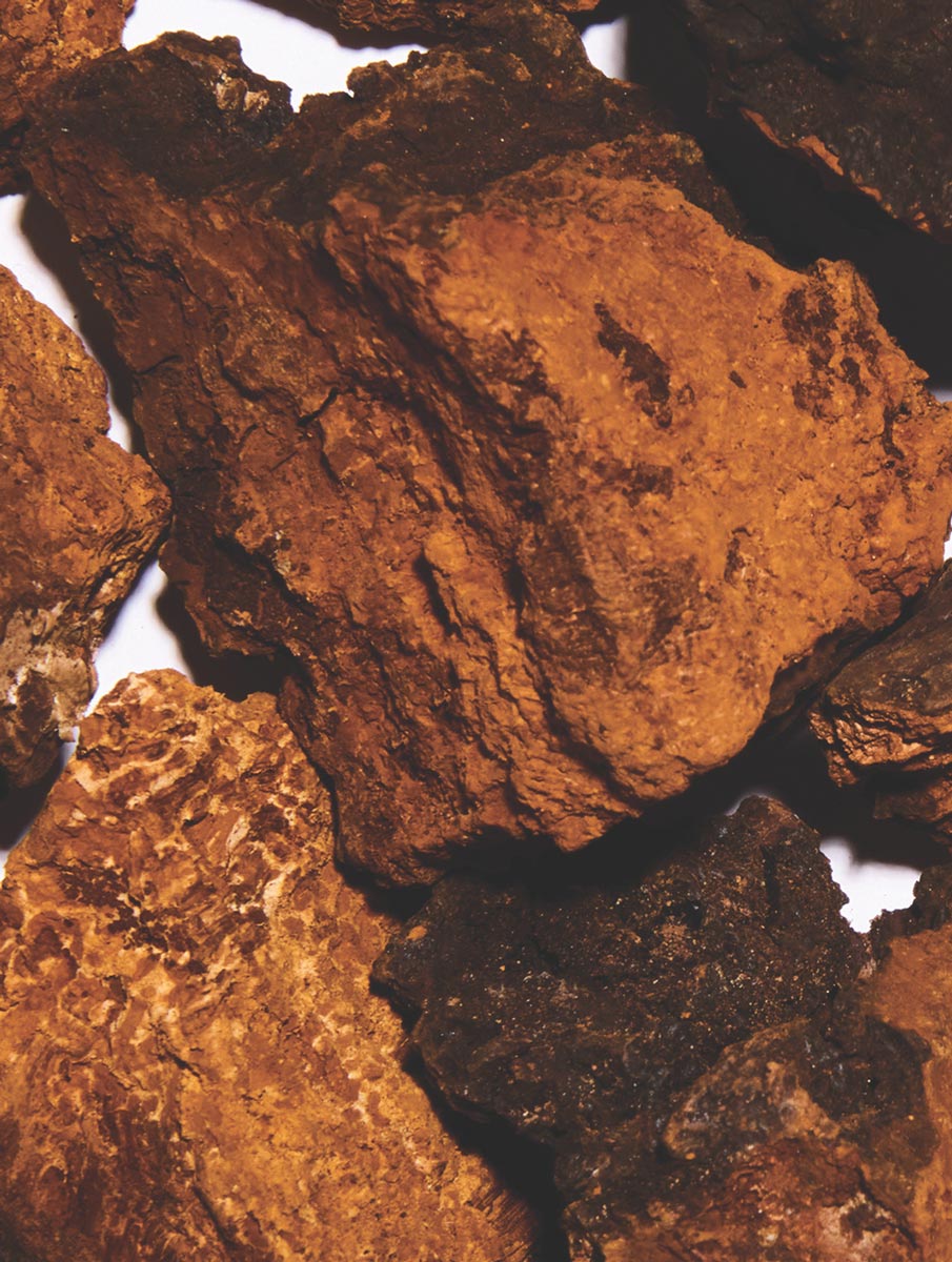 Chaga Mushroom