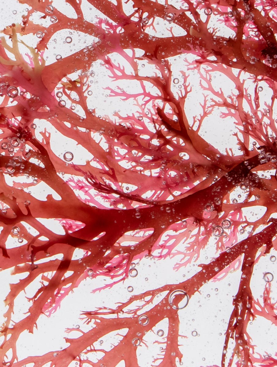 Red Algae Extract